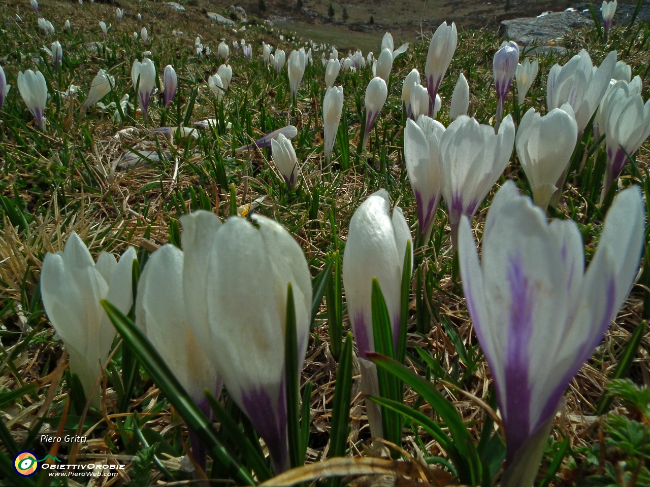 33 Crocus....JPG